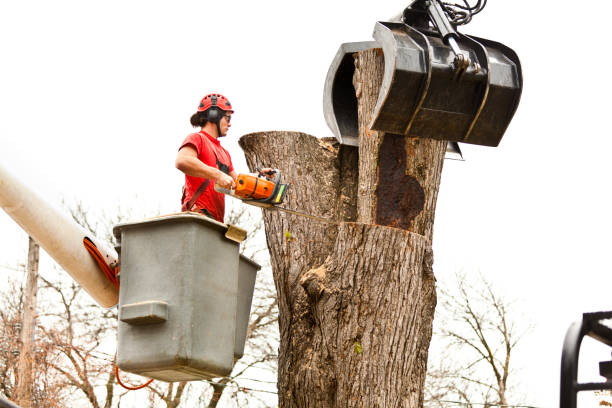 Best Storm Damage Tree Cleanup  in St Martins, MO